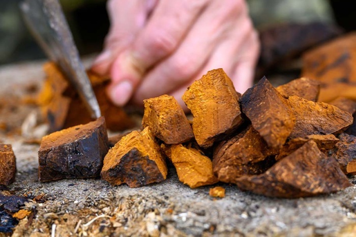 Cách sử dụng nấm Chaga