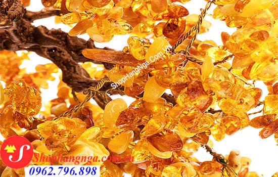 cây hổ phách nga