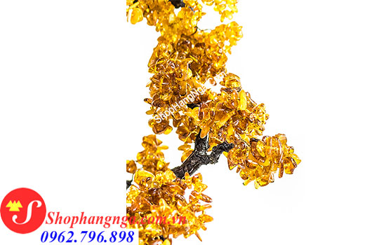 CÂY HỔ PHÁCH NGA