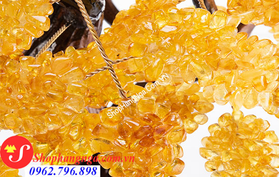 cây hổ phách nga