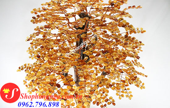 cây hổ phách nga