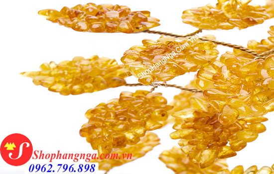 CÂY HỔ PHÁCH NGA