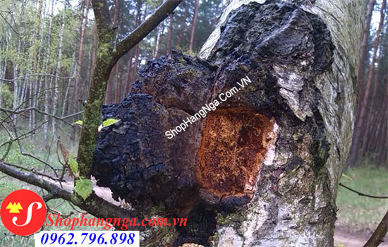 bột nấm chaga Nga