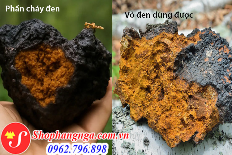 nấm chaga nga