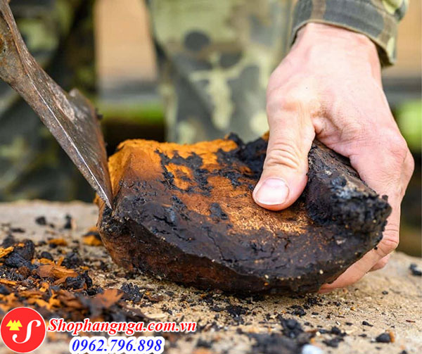C&aacute;ch l&agrave;m sạch nấm chaga Nga