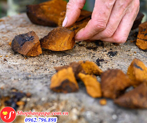 nấm chaga Nga