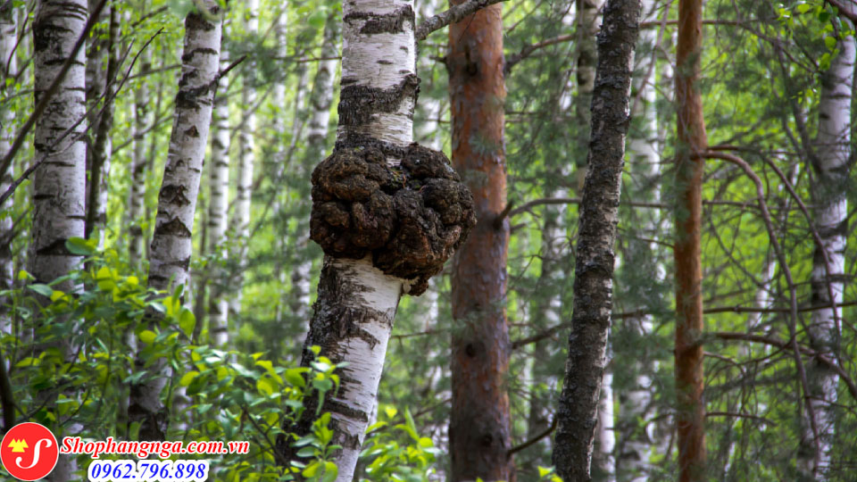 Nấm chaga