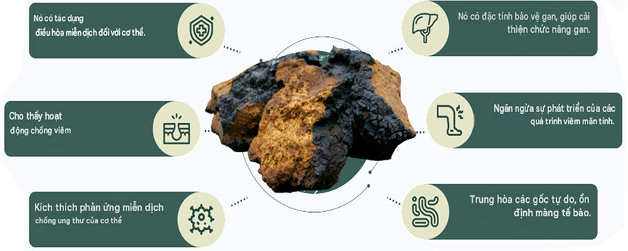 Đặc t&iacute;nh dược liệu nấm chaga