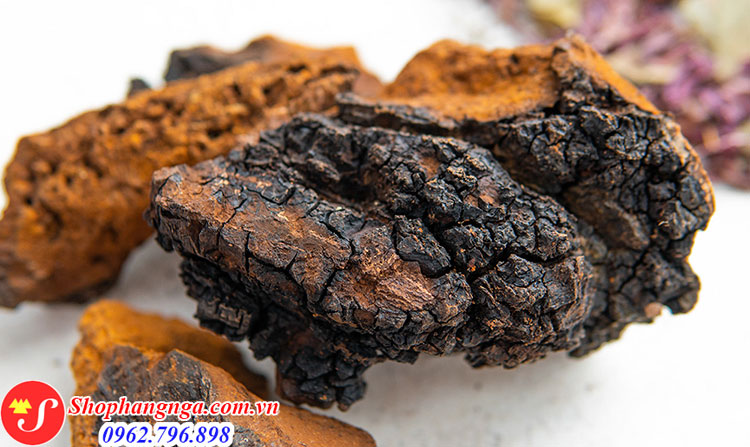Nấm chaga