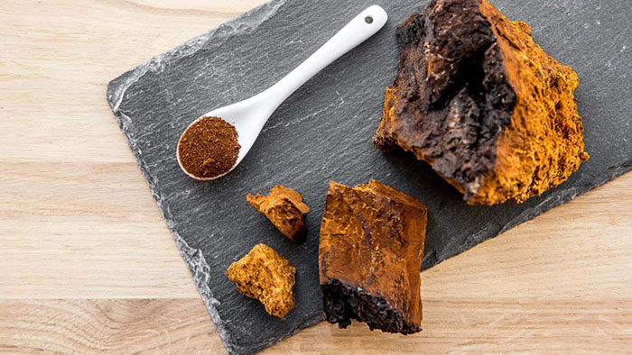 Nấm chaga