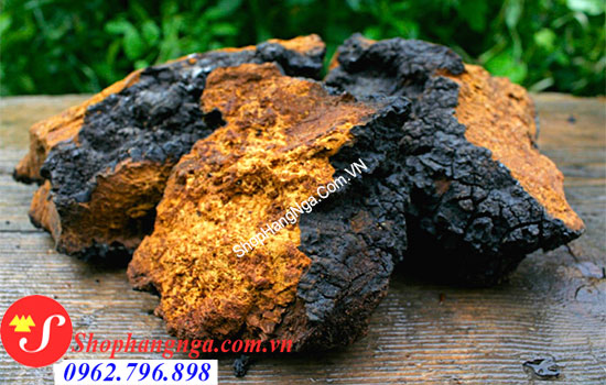 nấm chaga Nga