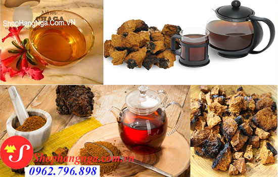 nấm chaga Nga