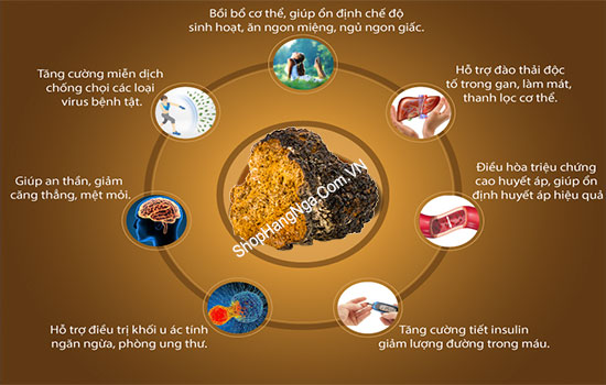 tác dụng của nấm chaga