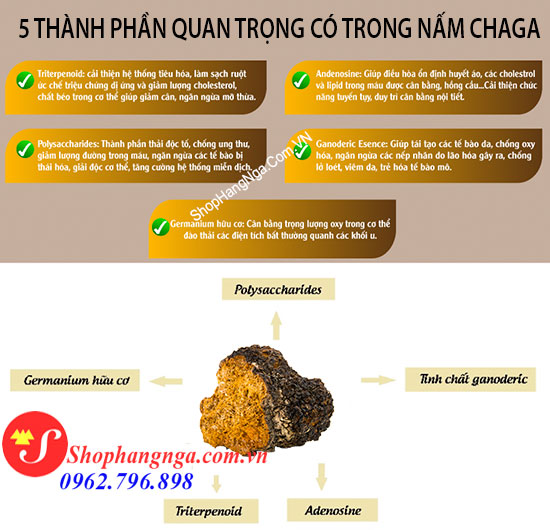 nấm chaga Nga