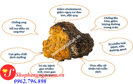 tác dụng của nấm chaga