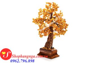 Cây Hổ Phách Nga Số 10 Dáng Cổ Thụ