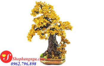 Cây Hổ Phách Nga Số 11 Dáng Bonsai Cổ Điển