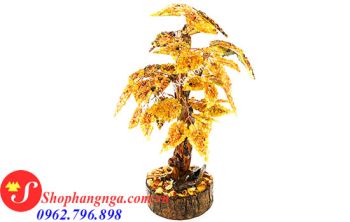 Cây Hổ Phách Nga Số 12 Bách Tán