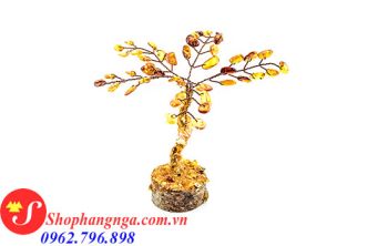 Cây Hổ Phách Nga Mini Số 18 Dáng Liễu