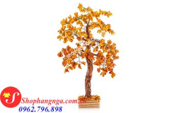 Cây Hổ Phách Nga Số 19 Dáng Bonsai
