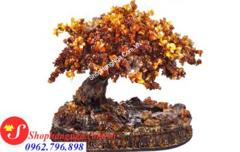 Cây Hổ Phách Nga Số 2 Dáng Cổ Thụ