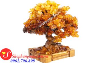 Cây Hổ Phách Nga Số 7 Dáng Bonsai