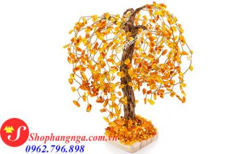 Cây Hổ Phách Nga Số 8 Dáng Liễu
