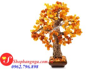 Cây Hổ Phách Nga Số 9 Dáng Cổ Thụ