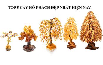 Top 5 Mẫu Cây Hổ Phách Nga Được Ưu Chuộm Nhất