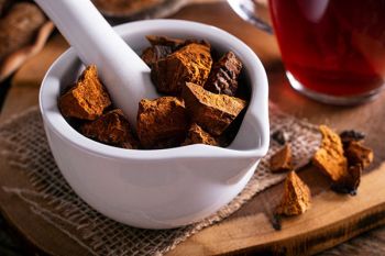 Đặc tính dược liệu của nấm chaga bạn nên biết