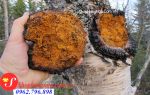 Quá trình hình thành và phát triển của nấm Chaga