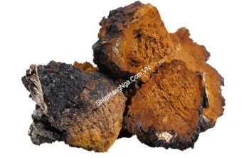 Nấm Chaga Nguyên Tảng To Hàng Loại 1 Chính Hãng Của Nga