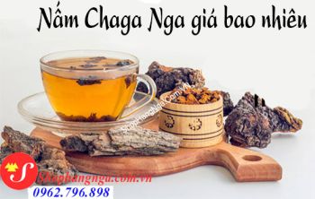 Nấm Chaga Nga Giá Bao Nhiêu Mua Hàng Chính Hãng Ở Đâu